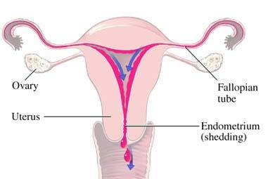 Amenorrhea