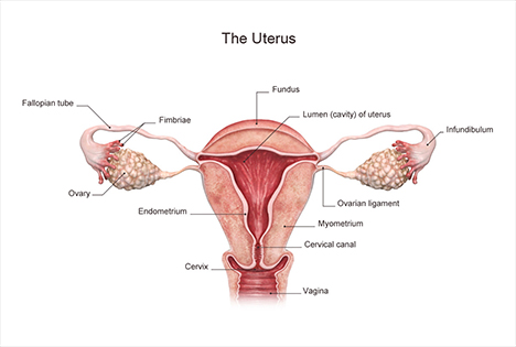 the uterus